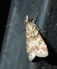 Eudonia mercurella